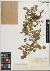 Foto von Salix herbacea L. x Salix nummularia Andersson